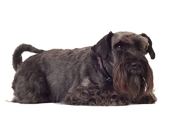 Image showing small black schnauzer