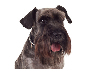 Image showing small black schnauzer face