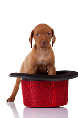 Image showing baby vizsla in a hat
