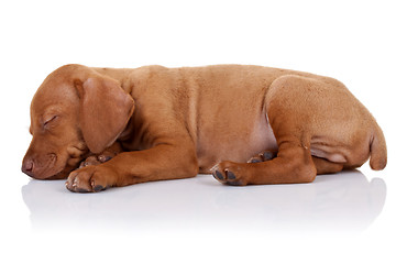 Image showing cute vizsla puppy sleeping