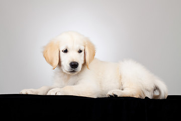 Image showing Labrador Retriever puppy