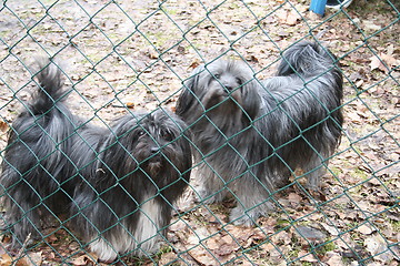 Image showing Dogs