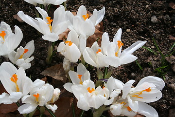 Image showing Crocus