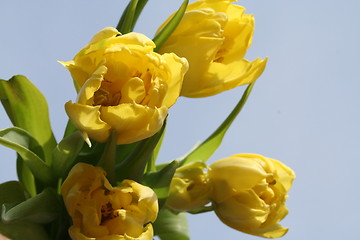 Image showing Yellow tulips