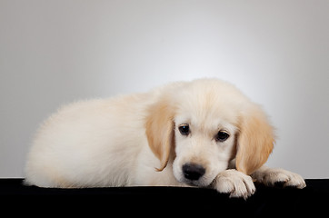 Image showing golden retriever puppy
