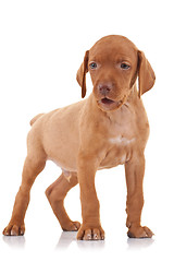 Image showing vizsla puppy standing