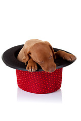 Image showing vizsla puppy sleeping in a hat