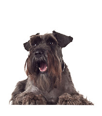 Image showing small curious Schnauzer