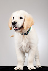 Image showing curious golden labrador retriever