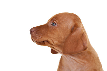 Image showing baby vizsla dog