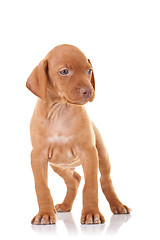Image showing curious vizsla puppy 