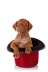 Image showing  vizsla puppy in a red show hat