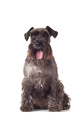 Image showing schnauzer puppy sitting