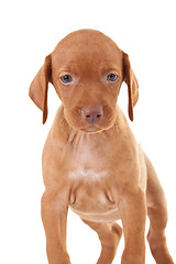 Image showing adorable vizsla puppy