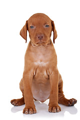 Image showing cute baby vizsla dog 