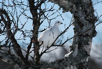 Image showing Grouse