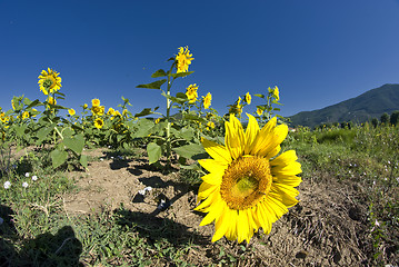 Image showing Sunflowers on a Tuscan Meadow