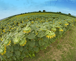 Image showing Sunflowers in Tuscany