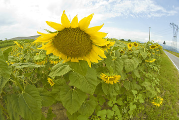 Image showing Sunflowers in Tuscany