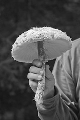 Image showing Mushrooms in a Dolomites Wood, Italy