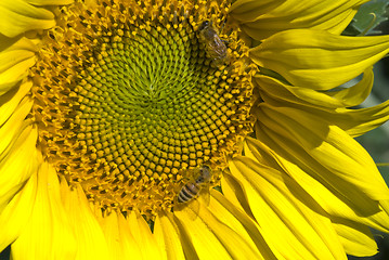 Image showing Sunflowers on a Tuscan Meadow