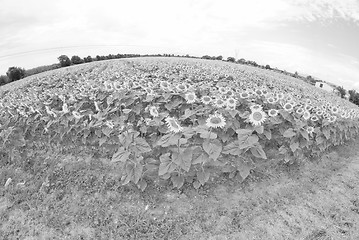 Image showing Sunflowers in Tuscany