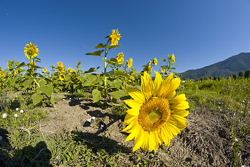 Image showing Sunflowers on a Tuscan Meadow