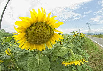 Image showing Sunflowers in Tuscany