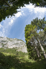 Image showing Dolomites Woods, Italy