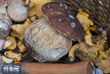 Image showing Mushrooms Basket, Italy