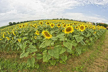 Image showing Sunflowers in Tuscany