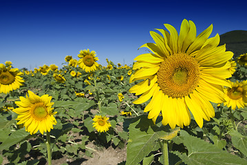 Image showing Sunflowers on a Tuscan Meadow