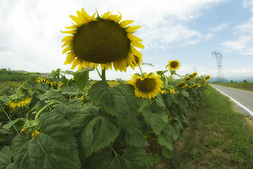 Image showing Sunflowers in Tuscany