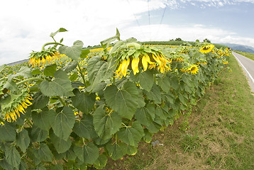 Image showing Sunflowers in Tuscany