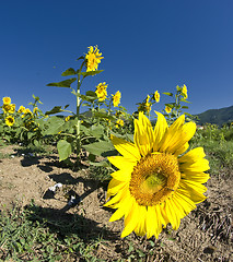 Image showing Sunflowers on a Tuscan Meadow