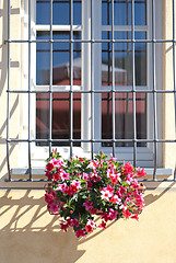 Image showing Flowers at the Window, Tuscany