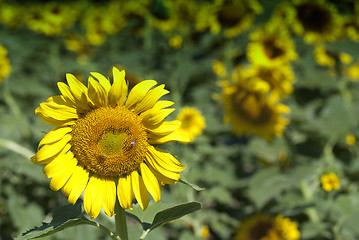 Image showing Sunflowers Meadow in Tuscany