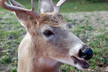 Image showing Deer