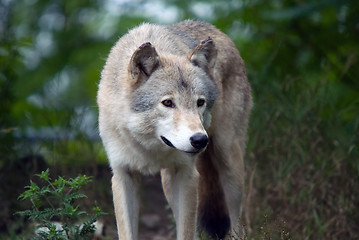 Image showing Gray Wolf