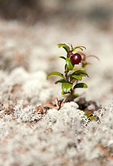 Image showing One bush of the cowberry