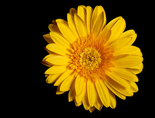 Image showing Yellow flower gerbera