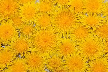 Image showing Background from dandelions