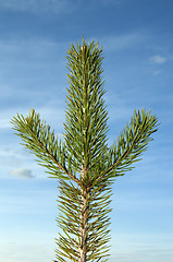 Image showing Branch of the pine