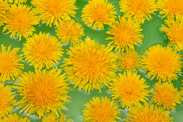 Image showing Yellow dandelions sail on green water