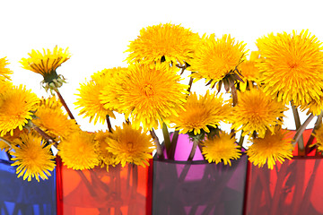 Image showing Yellow dandelions