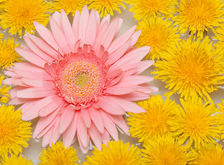 Image showing Yellow dandelions and red gerbera
