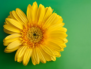 Image showing Yellow flower gerbera