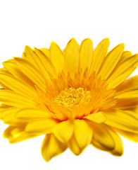 Image showing Flower yellow gerbera