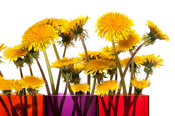 Image showing Yellow dandelions