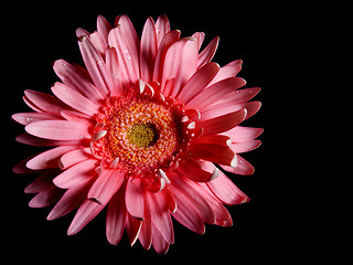 Image showing Red flower gerbera